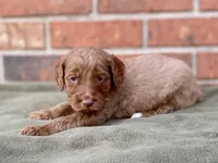 Dixie, a female Goldendoodle for sale in Canon, GA – Photo 2 of 6