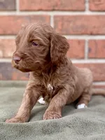 Dixie, a female Goldendoodle for sale in Canon, GA – Photo 5 of 6