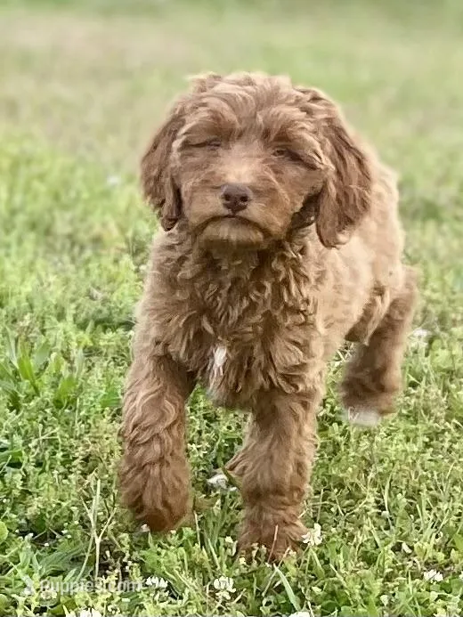 Dixie – Goldendoodle puppy for sale in Canon, GA