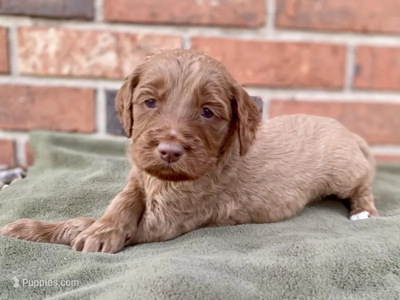 Dixie – Goldendoodle puppy for sale in Canon, GA