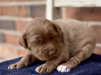 Dixie, a female Goldendoodle for sale in Canon, GA – Photo 3 of 6
