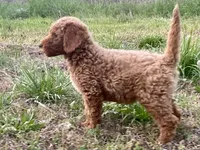 Dax, a male Goldendoodle for sale in Canon, GA – Photo 7 of 7
