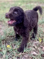 Iris, a female Goldendoodle for sale in Canon, GA – 8 of 9