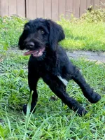 Garrett chocolate F1bb, a male Goldendoodle for sale in Canon, GA – 9 of 10