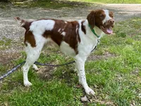 Buck, a male Brittany for sale in Canon, GA – 10 of 10