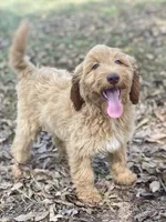Jade, a female Goldendoodle for sale in Canon, GA – 4 of 9