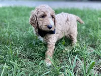 Harrison, a male Goldendoodle for sale in Canon, GA – 5 of 10