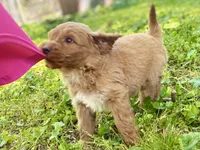 Ford, a male Goldendoodle for sale in Canon, GA – 7 of 9