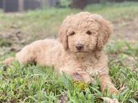Jewel, a female Goldendoodle for sale in Canon, GA – 5 of 8