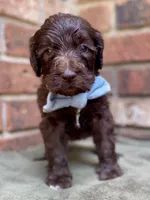 Grey F1bb, a male Goldendoodle for sale in Canon, GA – 2 of 9