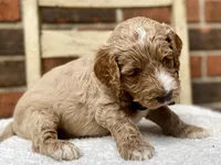 Harrison, a male Goldendoodle for sale in Canon, GA – 2 of 3
