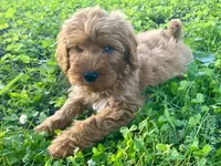 Ford, a male Goldendoodle for sale in Canon, GA – 8 of 10