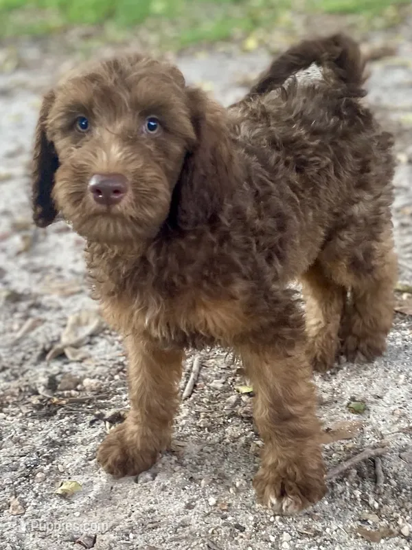 Isaac (sable) – Goldendoodle puppy for sale in Canon, GA