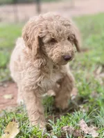 Jewel, a female Goldendoodle for sale in Canon, GA – 2 of 8