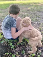 Ian, a male Goldendoodle for sale in Canon, GA – 9 of 10