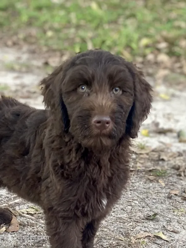 Iris – Goldendoodle puppy for sale in Canon, GA