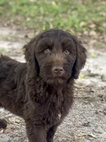 Iris, a female Goldendoodle for sale in Canon, GA – 1 of 10