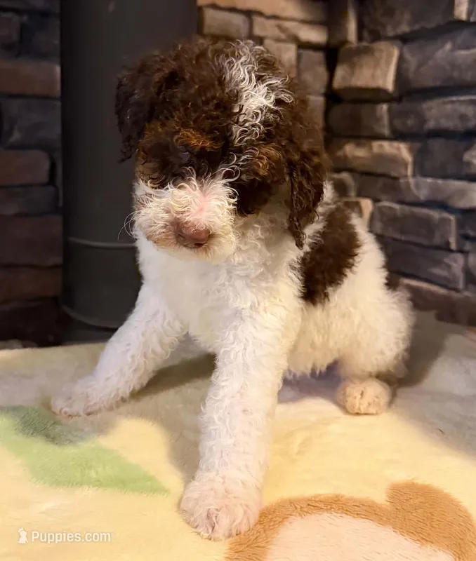 puppy 3 – Goldendoodle, Labradoodle puppy for sale in Festus, MO
