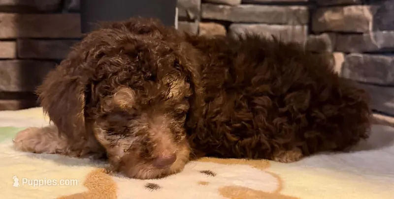 Puppy 1  – English Goldendoodle, Australian Labradoodle puppy for sale in Festus, MO