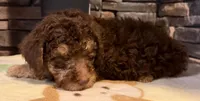 Puppy 1 , a male English Goldendoodle and Australian Labradoodle for sale in Festus, MO – 1 of 7