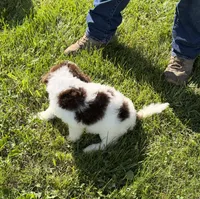 Jr, a male Goldendoodle and Labradoodle for sale in Festus, MO – 6 of 7