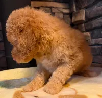 puppy 5 , a female Goldendoodle and Labradoodle for sale in Festus, MO – 4 of 7