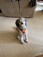 Puppy 1 , a male English Goldendoodle and Australian Labradoodle for sale in Festus, MO – 7 of 7