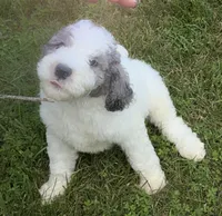 Grey and white , a male Goldendoodle and Labradoodle for sale in Festus, MO – 1 of 4