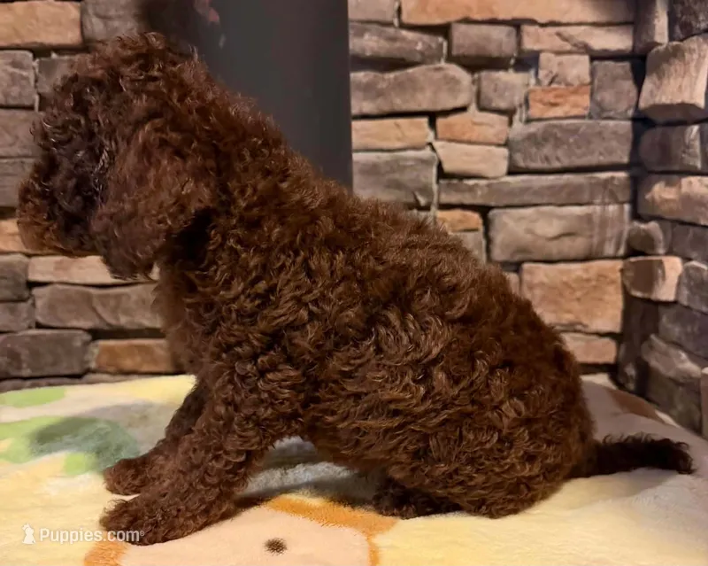 Puppy 2 – Labradoodle, English Goldendoodle puppy for sale in Festus, MO