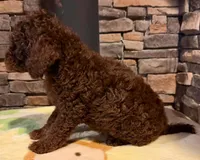 Puppy 2, a male Labradoodle and English Goldendoodle for sale in Festus, MO – 1 of 6