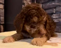Puppy 1 , a male English Goldendoodle and Australian Labradoodle for sale in Festus, MO – 3 of 7