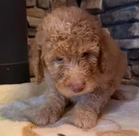 puppy 5 , a female Goldendoodle and Labradoodle for sale in Festus, MO – 5 of 7