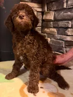 Puppy 2, a male Labradoodle and English Goldendoodle for sale in Festus, MO – 4 of 6