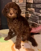 Puppy 2, a male Labradoodle and English Goldendoodle for sale in Festus, MO – 3 of 6