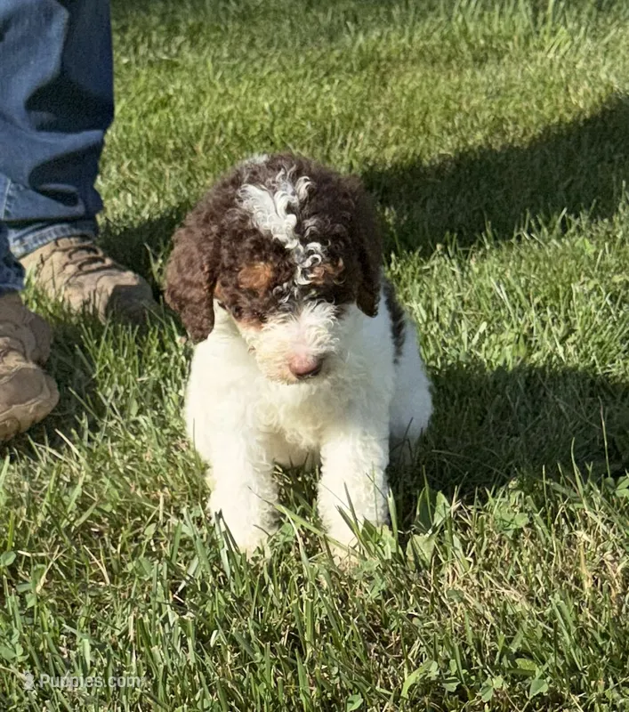 Jr – Goldendoodle, Labradoodle puppy for sale in Festus, MO