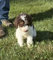Jr, a male Goldendoodle and Labradoodle for sale in Festus, MO – 1 of 7