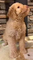 puppy 5 , a female Goldendoodle and Labradoodle for sale in Festus, MO – 3 of 7