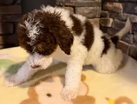puppy 3, a female Goldendoodle and Labradoodle for sale in Festus, MO – 2 of 3