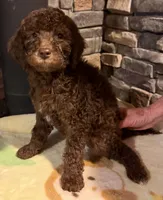 Puppy 2, a male Labradoodle and English Goldendoodle for sale in Festus, MO – 2 of 6