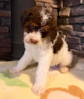puppy 3, a female Goldendoodle and Labradoodle for sale in Festus, MO – 3 of 3
