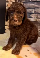 Puppy 2, a male Labradoodle and English Goldendoodle for sale in Festus, MO – 5 of 6