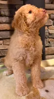 puppy 5 , a female Goldendoodle and Labradoodle for sale in Festus, MO – 7 of 7