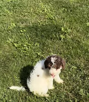 Jr, a male Goldendoodle and Labradoodle for sale in Festus, MO – 5 of 7