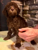 Puppy 2, a male Labradoodle and English Goldendoodle for sale in Festus, MO – 6 of 6