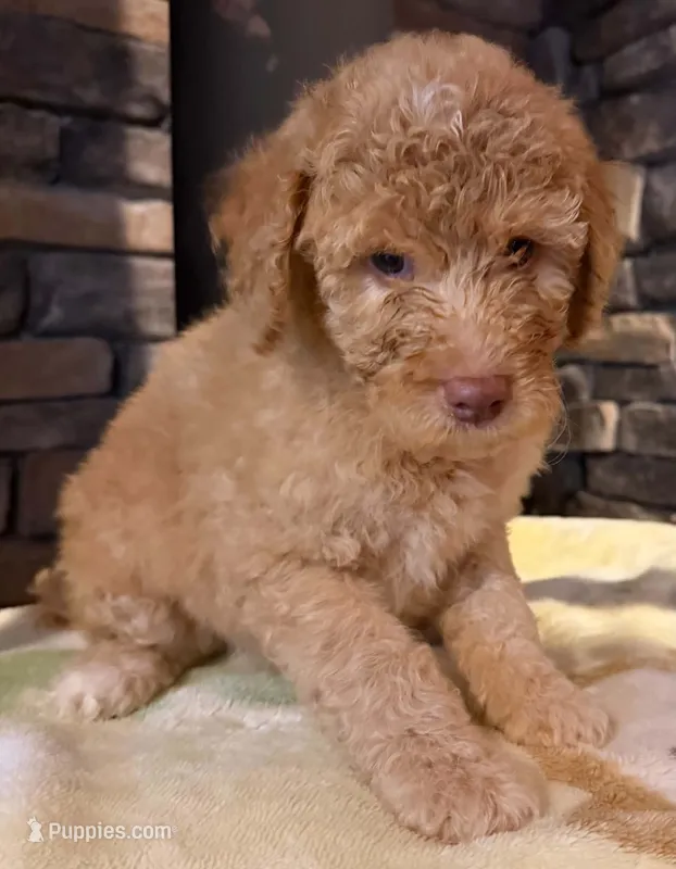 puppy 5  – Goldendoodle, Labradoodle puppy for sale in Festus, MO