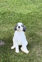 Grey and white , a male Goldendoodle and Labradoodle for sale in Festus, MO – 3 of 4