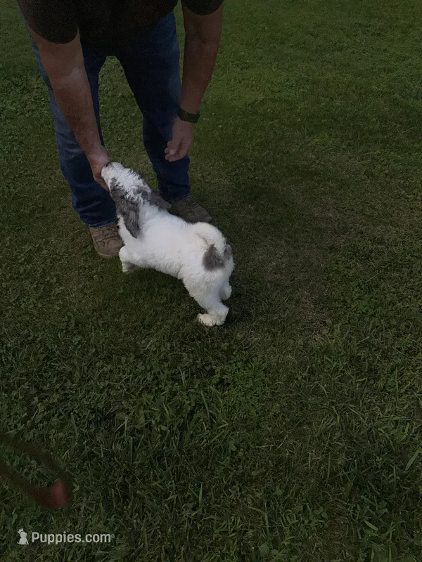 Grey and white  – Goldendoodle, Labradoodle puppy for sale in Festus, MO