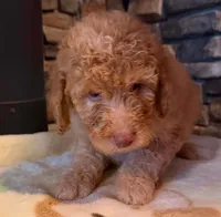 puppy 5 , a female Goldendoodle and Labradoodle for sale in Festus, MO – 6 of 7
