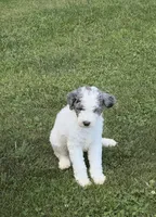 Grey and white , a male Goldendoodle and Labradoodle for sale in Festus, MO – 2 of 4