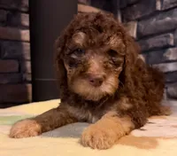 Puppy 1 , a male English Goldendoodle and Australian Labradoodle for sale in Festus, MO – 2 of 7